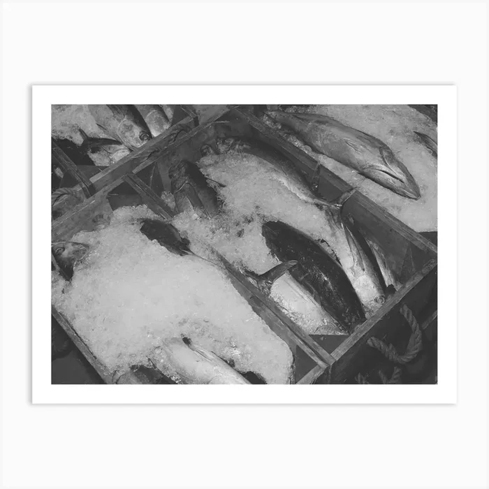 Tuna Packed In Ice Waiting To Be Canned, Columbia River Packing Association, Astoria, Oregon By Russel Art Print by Fy! Classic Art Prints and Posters