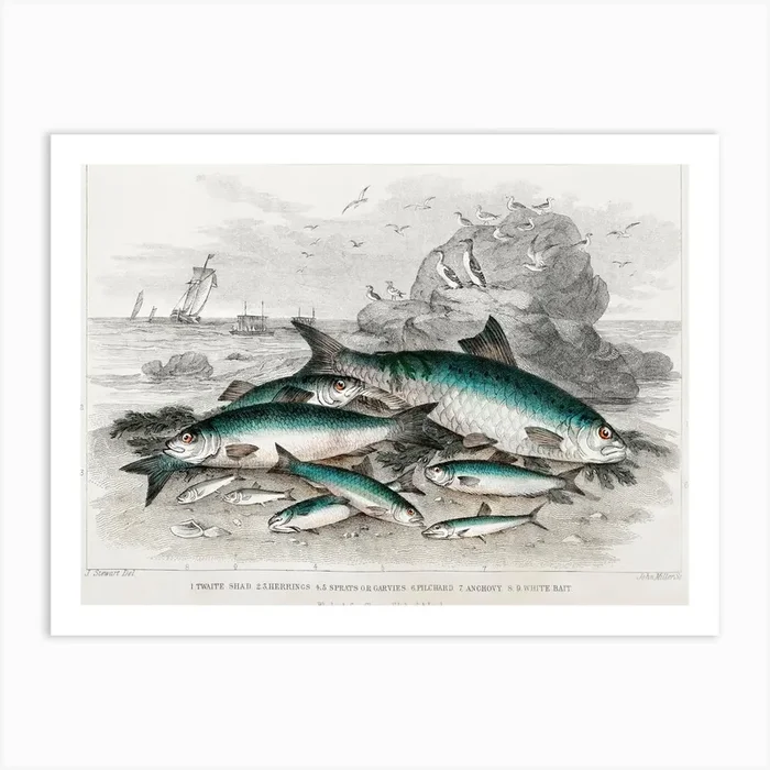 Twaite Shad, Herrings, Sprats Or Garvies, Pilchard, Anchovy, And White Bait, Oliver Goldsmith Art Print by Fy! Classic Art Prints and Posters