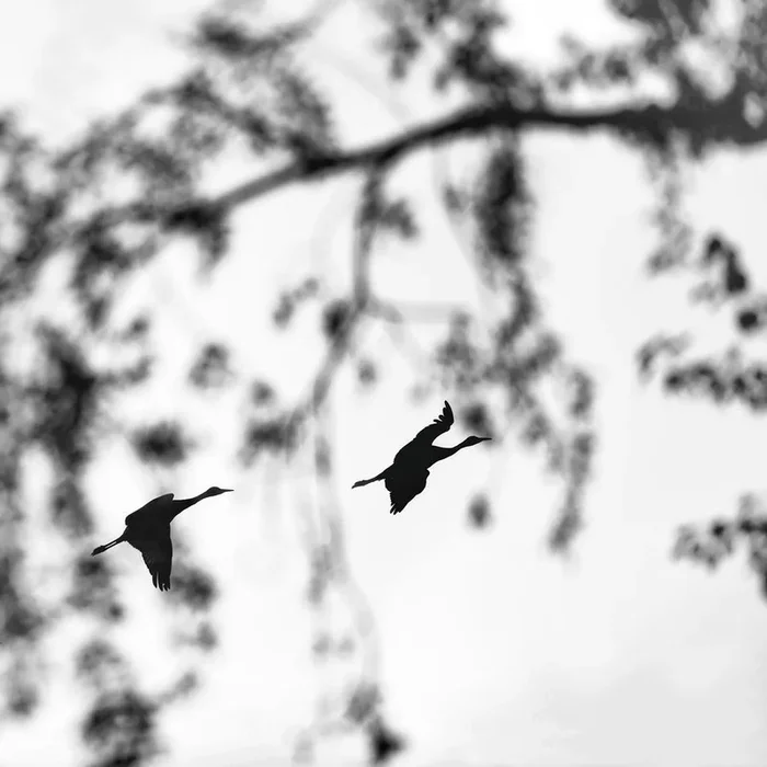 Two Sandhill Cranes in Sauvie Island, Oregon