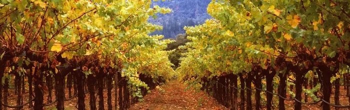 Under Vineyard Rows – Large