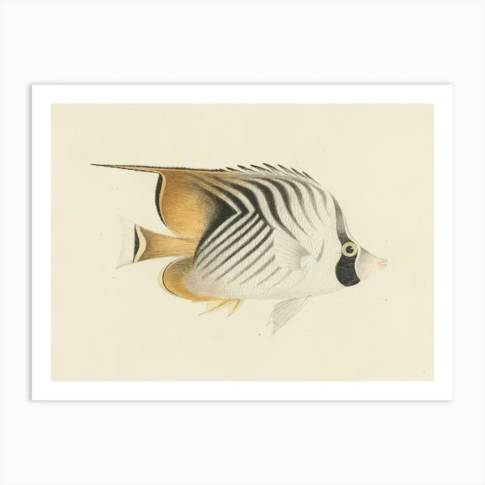 Unidentified Fish, Luigi Balugani (14) Art Print by Fy! Classic Art Prints and Posters