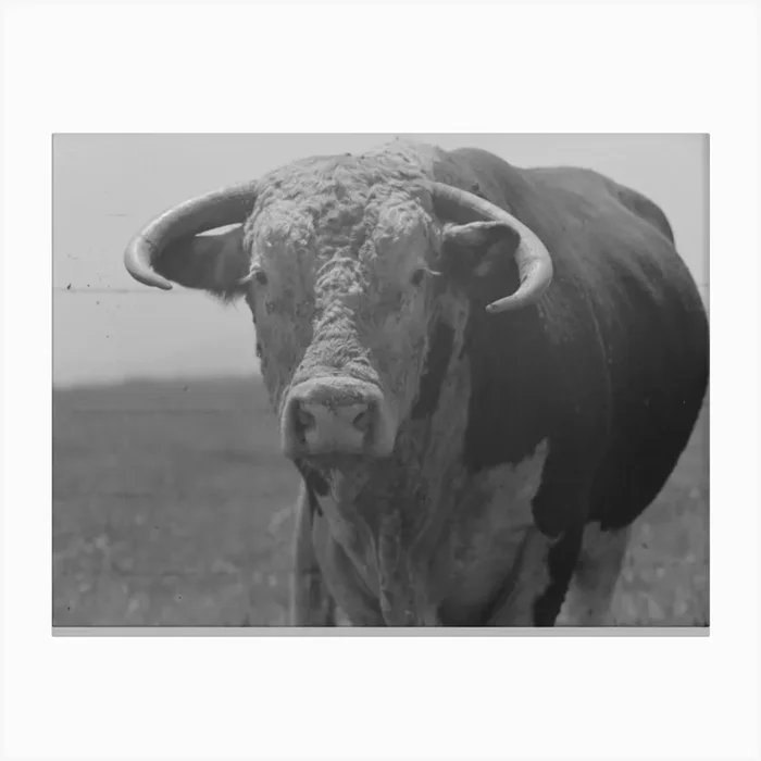 Untitled Photo, Possibly Related To Bull S Head, Cruzen Ranch, Valley County, Idaho By Russell Lee Canvas Print by Fy! Classic Art Prints and Posters