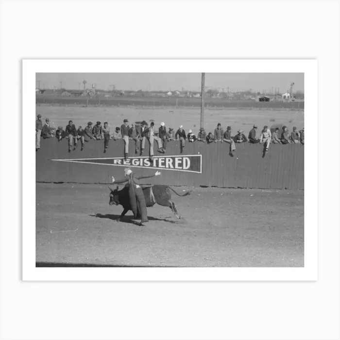 Untitled Photo, Possibly Related To Cowboy Being Thrown From Bucking Horse During The Rodeo Of The Sa Art Print by Fy! Classic Art Prints and Posters
