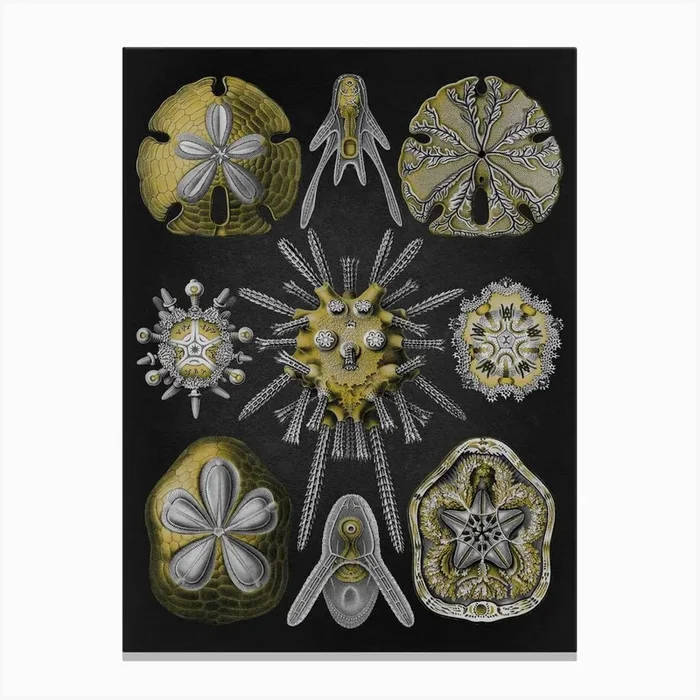 Vintage Haeckel 12 Tafel 30 Igelsterne Canvas Print by Vintage Print Collection