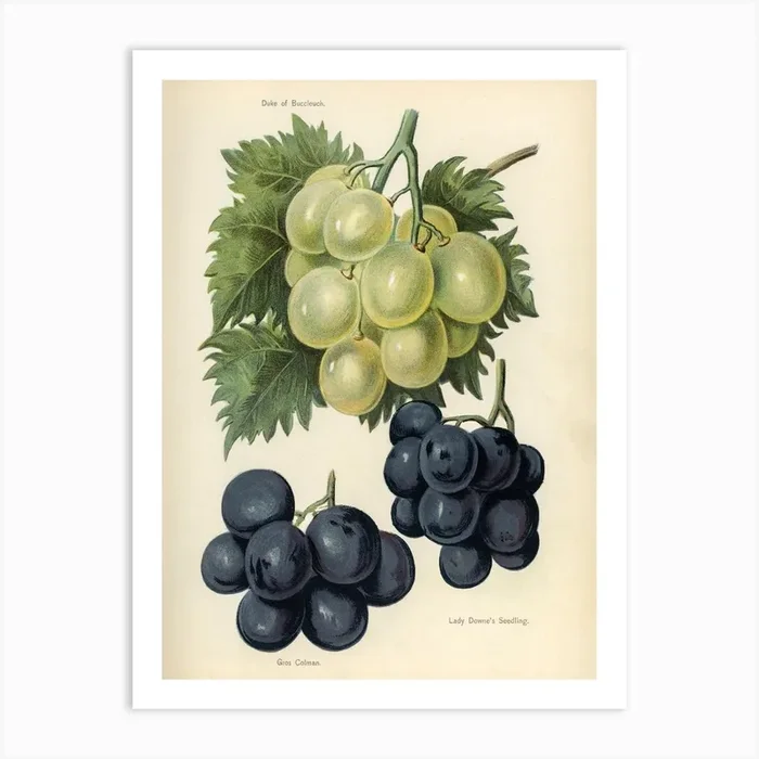 Vintage Illustration Of Grapes, John Wright Art Print by Fy! Classic Art Prints and Posters
