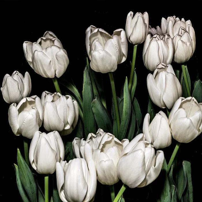 White Tulips – Large