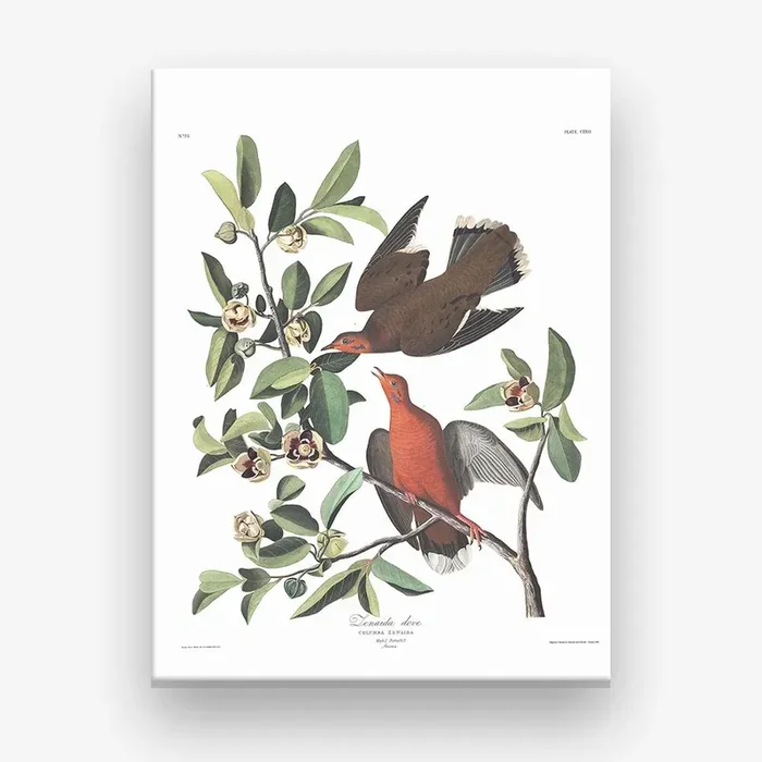 Zenaida Dove Canvas Print by John James Audubon